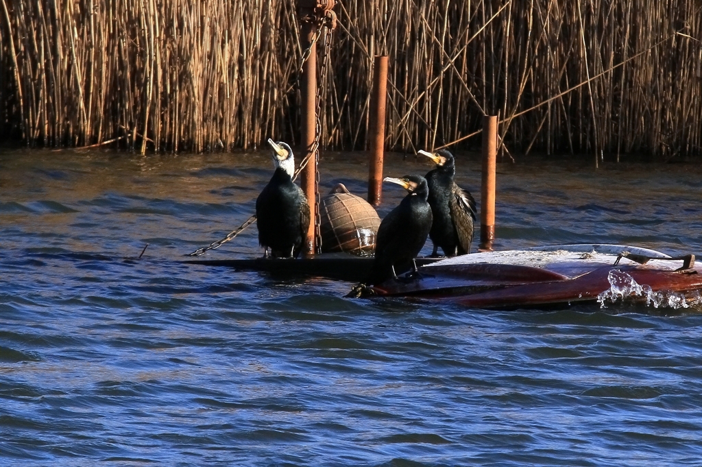 見上げているカワウ