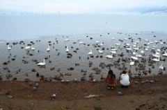 水鳥天国