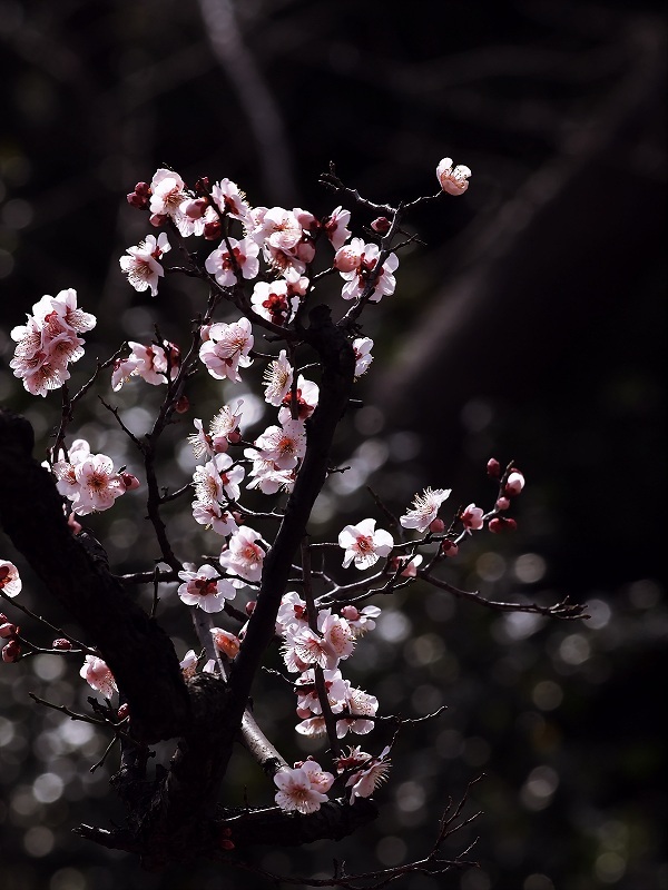 やっと咲きそろいました(梅祭りにて)