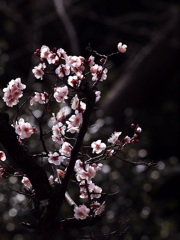 やっと咲きそろいました(梅祭りにて)