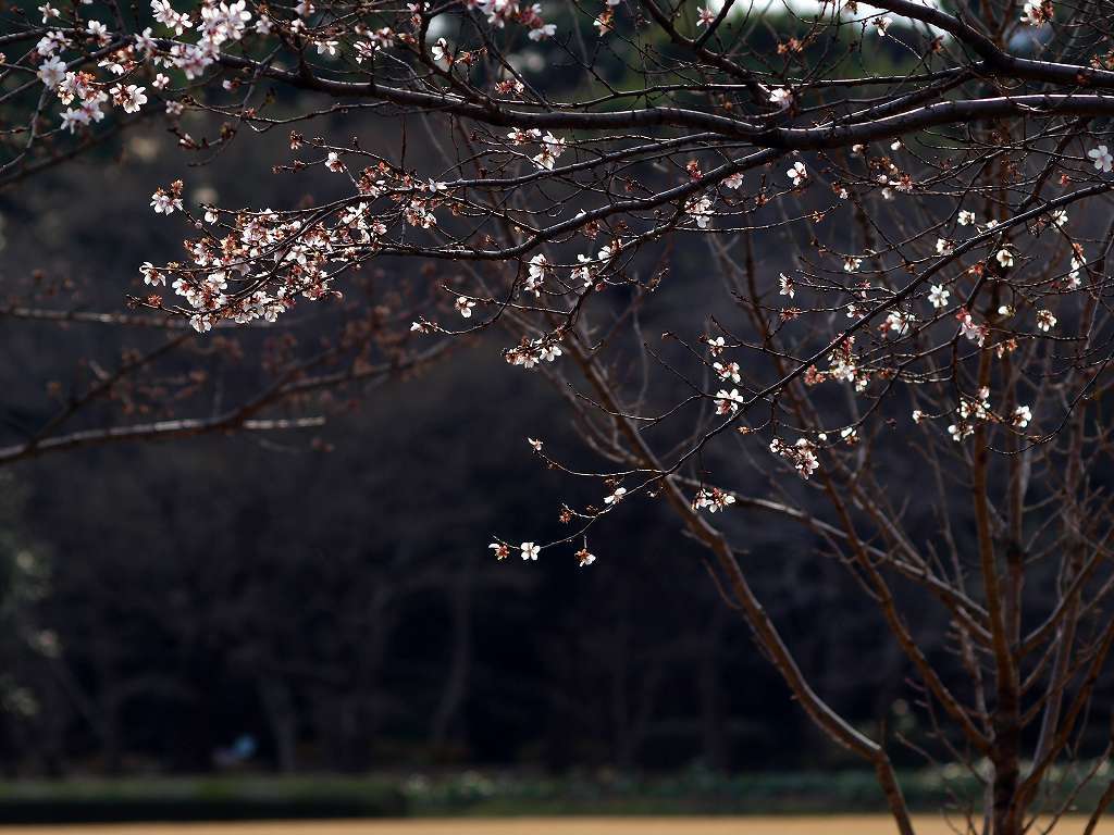 冬桜