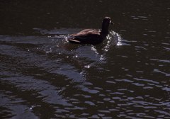 春を待つ水面