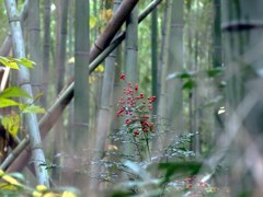 初冬の竹林