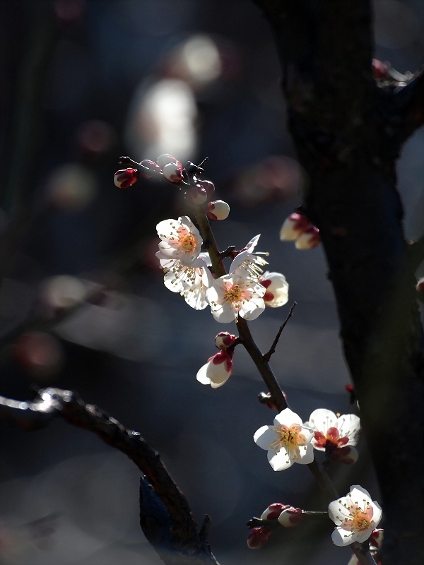 ２週遅れの開花