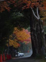 街道の秋(嵯峨野)