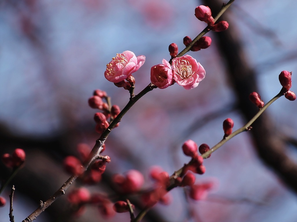 ・・一輪ごとの暖かさ