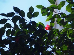 紅一点