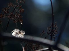 ノリウツギ形骸花