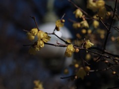 春兆