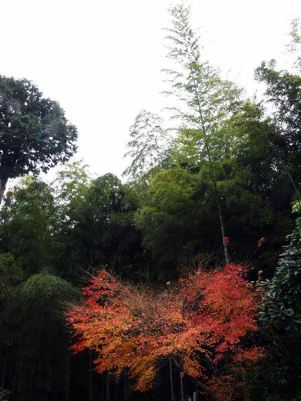 補色(赤と緑)の風景
