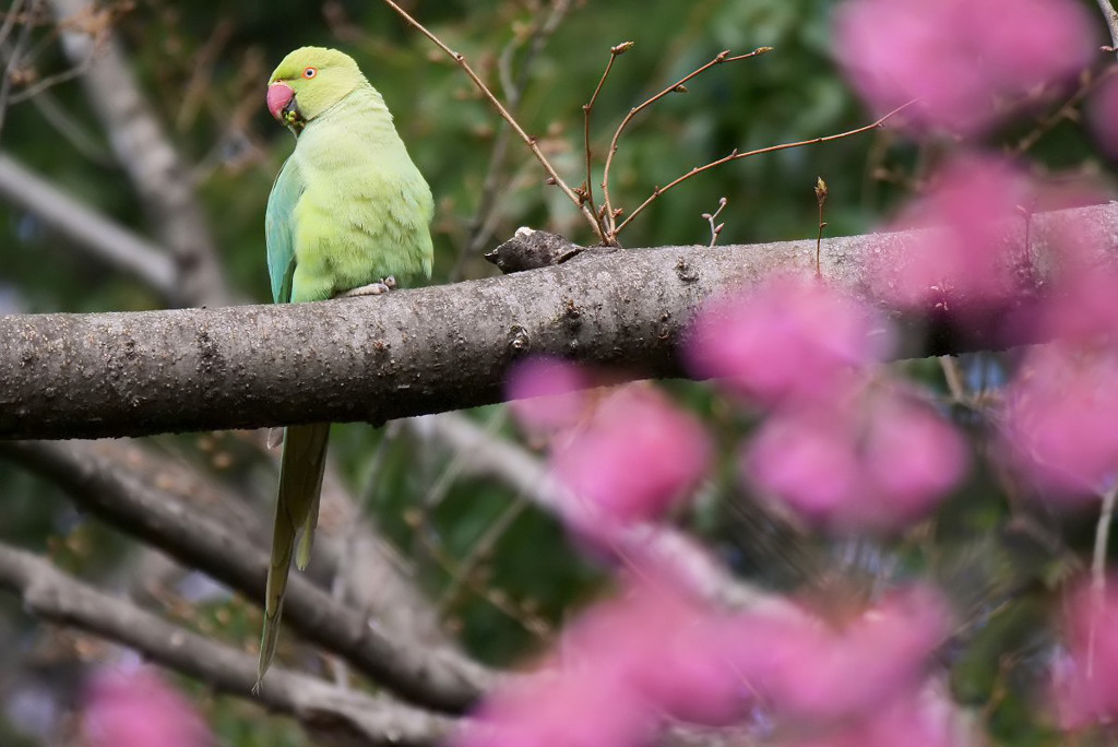 前ボケ・ワカケホンセイインンコ