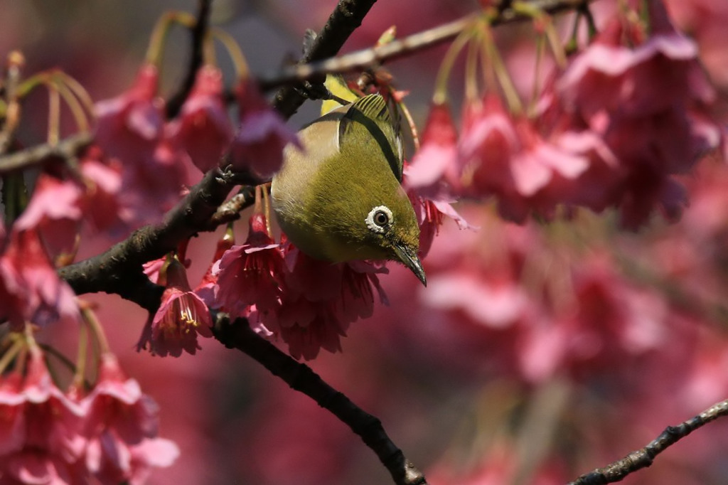 満開の寒緋桜～メジロ・２