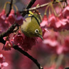 満開の寒緋桜～メジロ・２