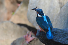 カワセミの食事