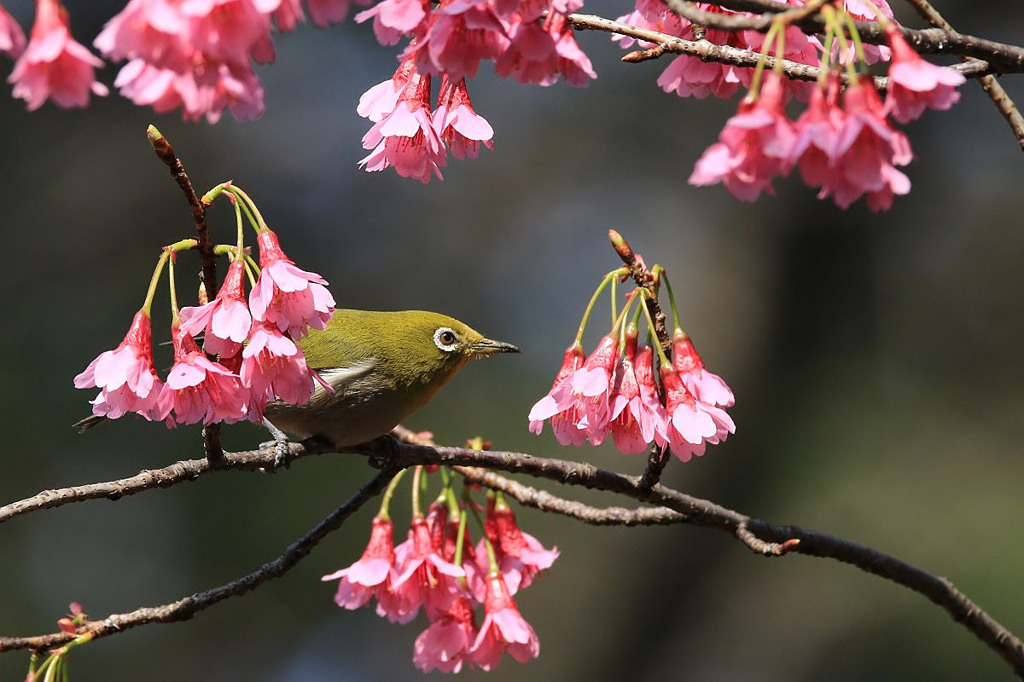 寒緋桜～メジロ