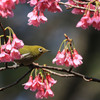 寒緋桜～メジロ