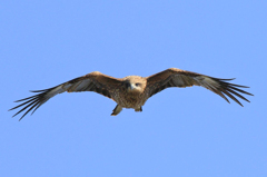 トビの滑空