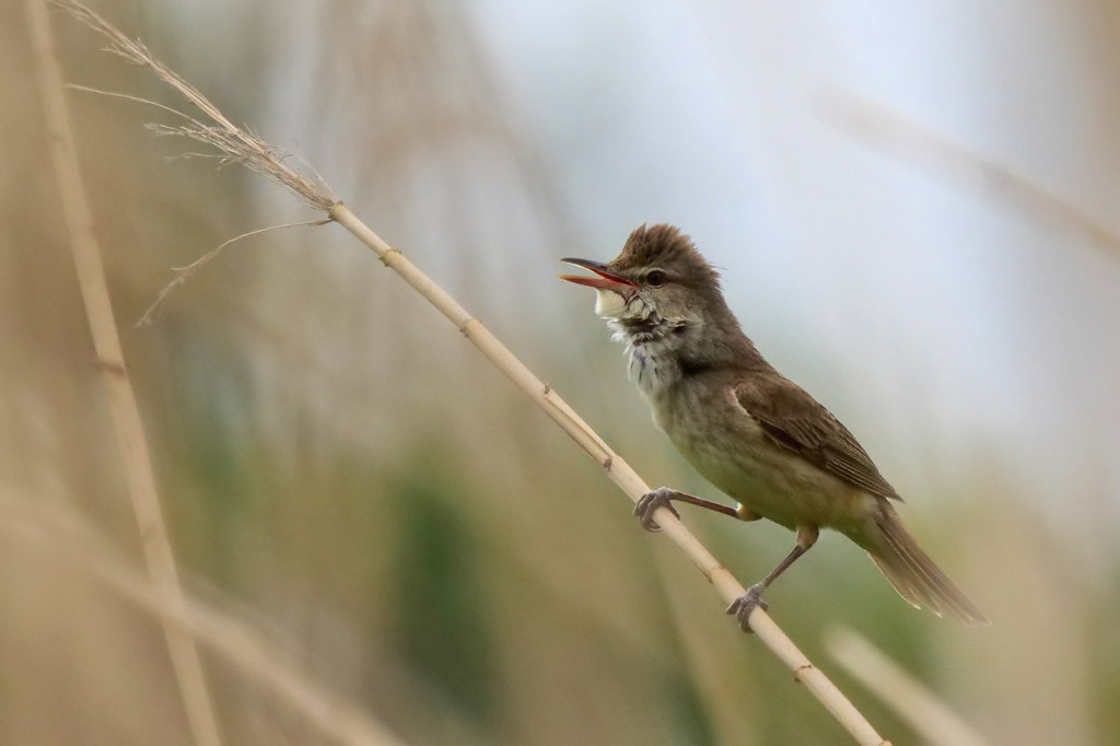 オオヨシキリのさえずり
