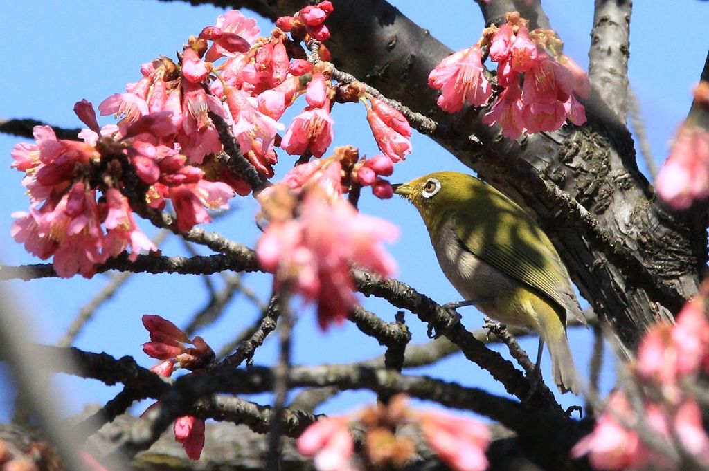 寒緋桜～メジロ