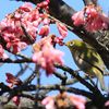 寒緋桜～メジロ