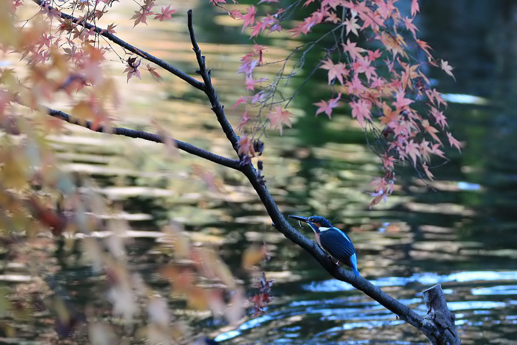 モミカワ～３