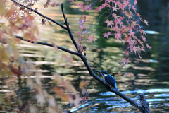 モミカワ～３