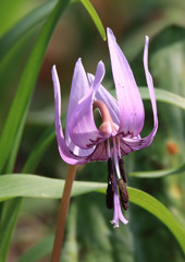 カタクリの花～２