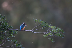 夕暮れのカワセミ～２
