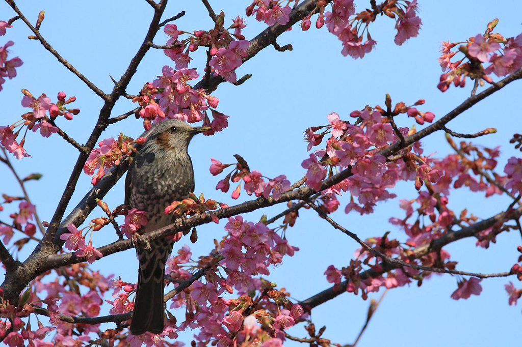 桜・満開