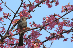 桜・満開