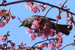 河津桜ヒヨ～１