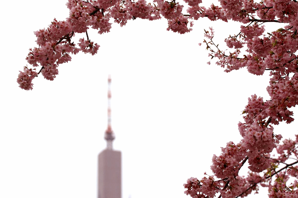 寒桜～あなたに微笑む