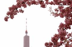 寒桜～あなたに微笑む