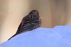 オオマシコ～１３