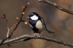 梅シジュウカラ～３