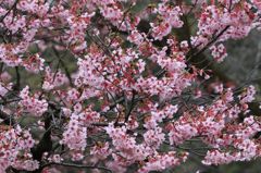 寒桜～あなたに微笑む