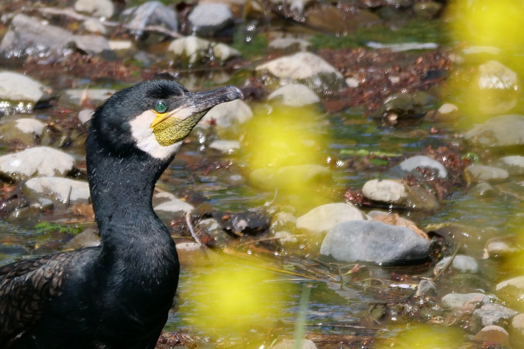 春の小川・カワウ