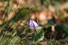 カタクリの花～１