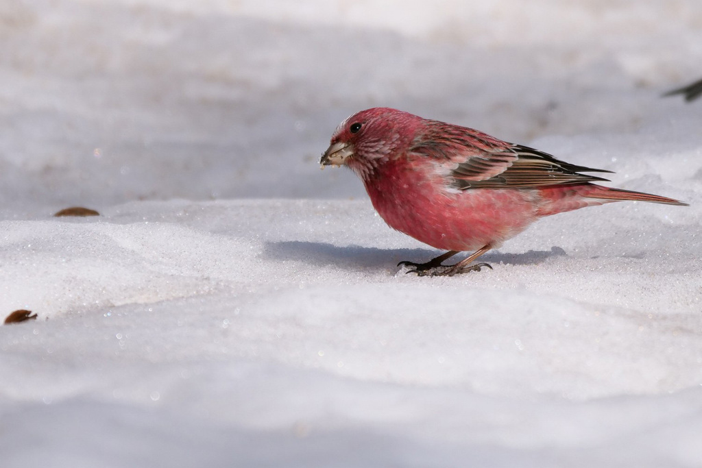 雪のオオマシコ
