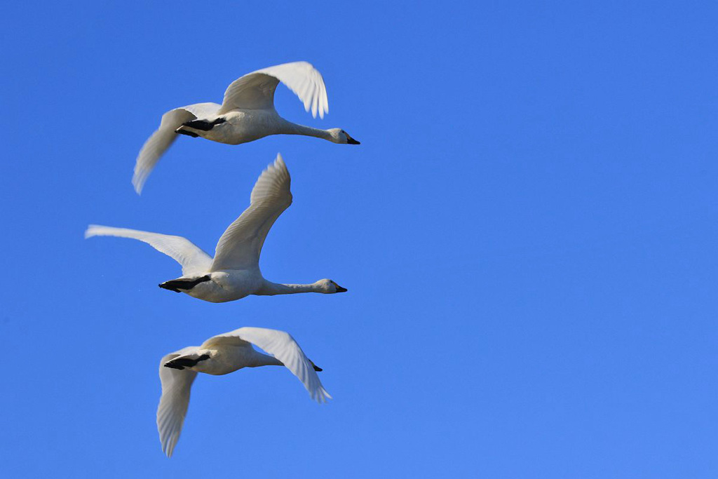 白鳥、大空へ～２