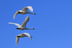 白鳥、大空へ～２