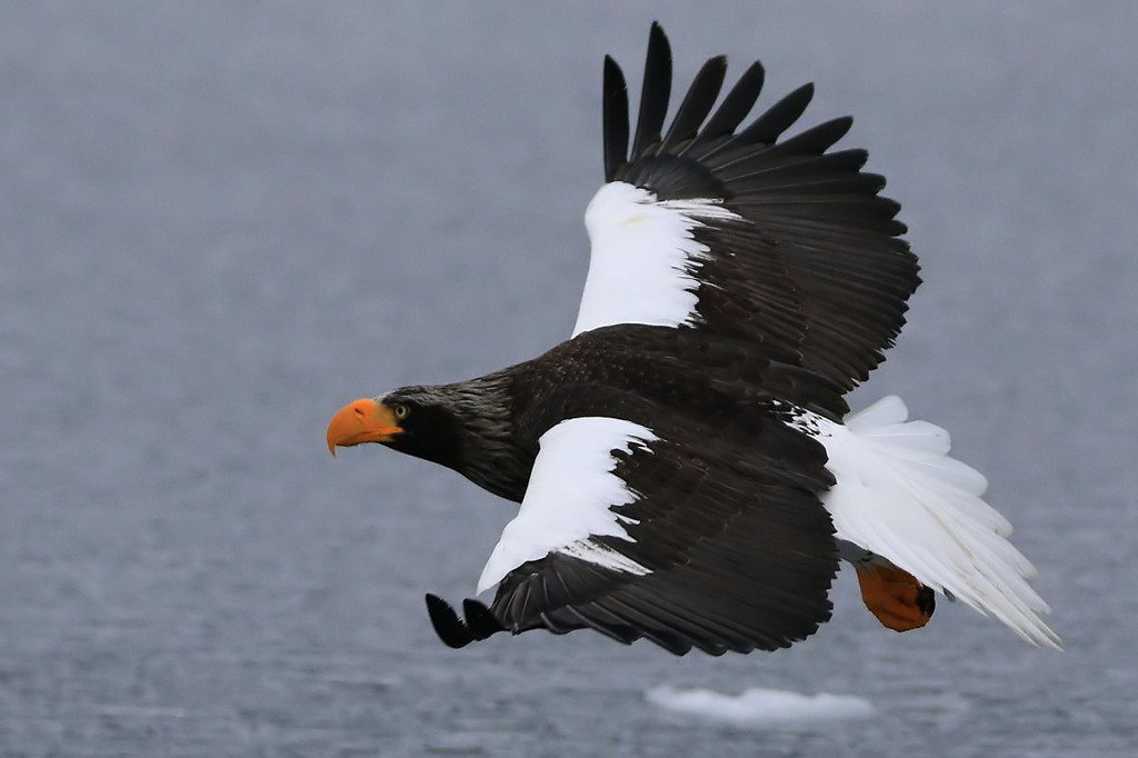 流氷の海・オオワシ～６