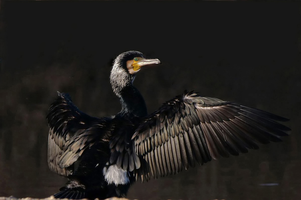 カワウの日干し