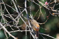 紅梅ジョウビ