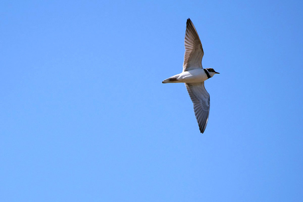 コチドリ到着しました