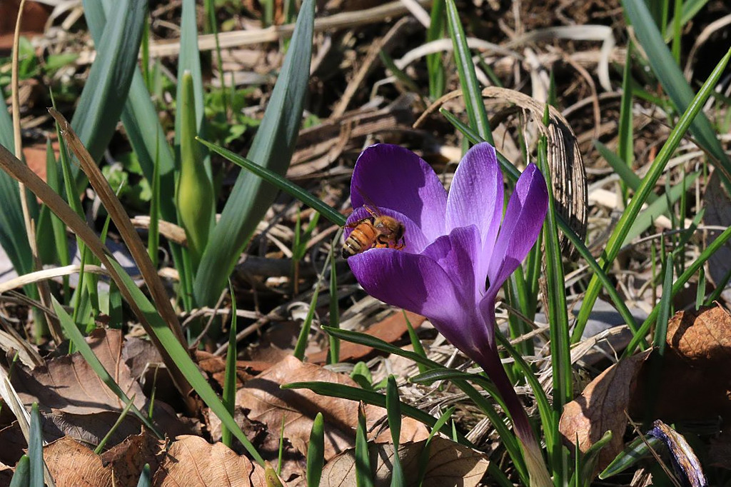 クロッカスとハッチ