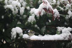 初雪シジュウカラ～１