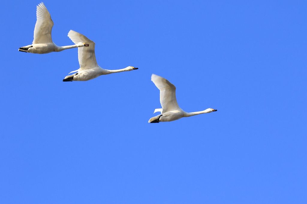 白鳥、大空へ～１