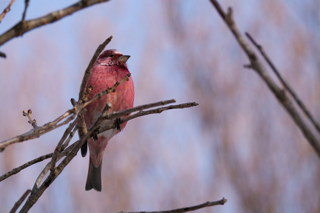 オオマシコ・枝どまり