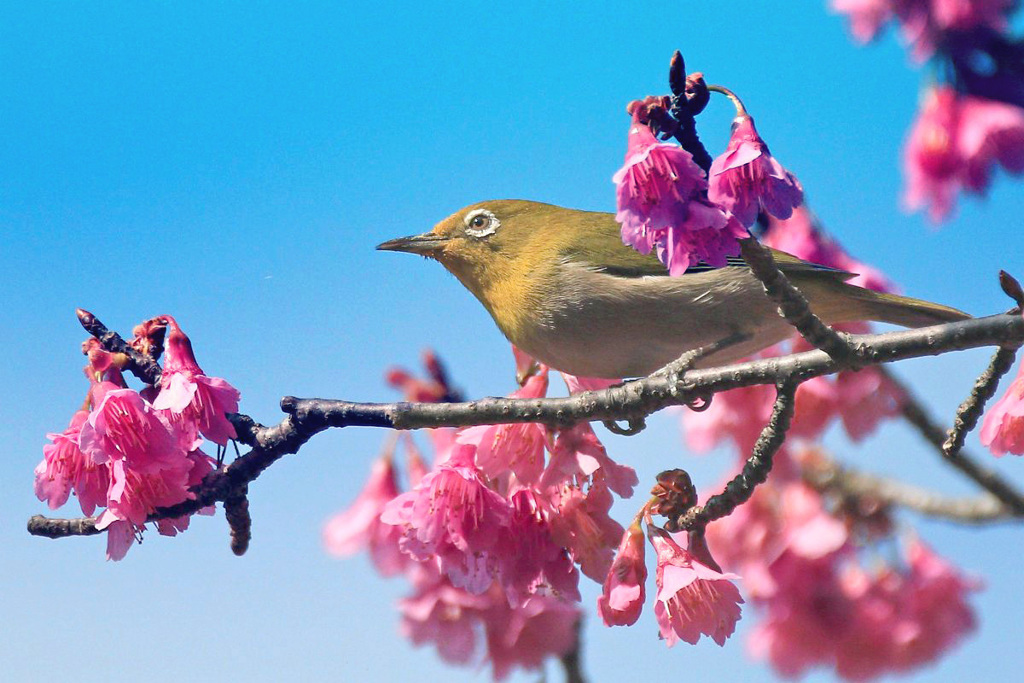 寒緋桜とメジロ～ベスト